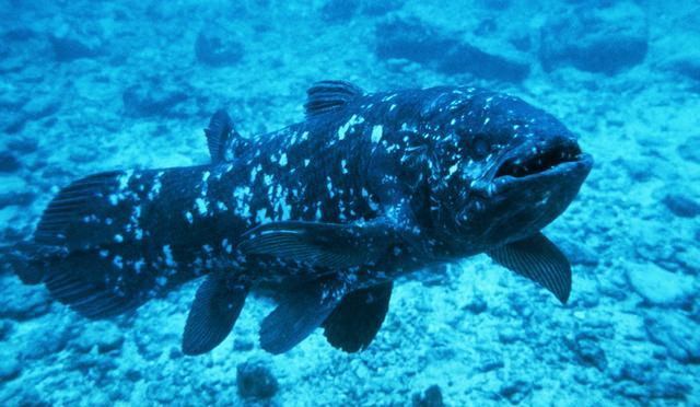 Coelacanth