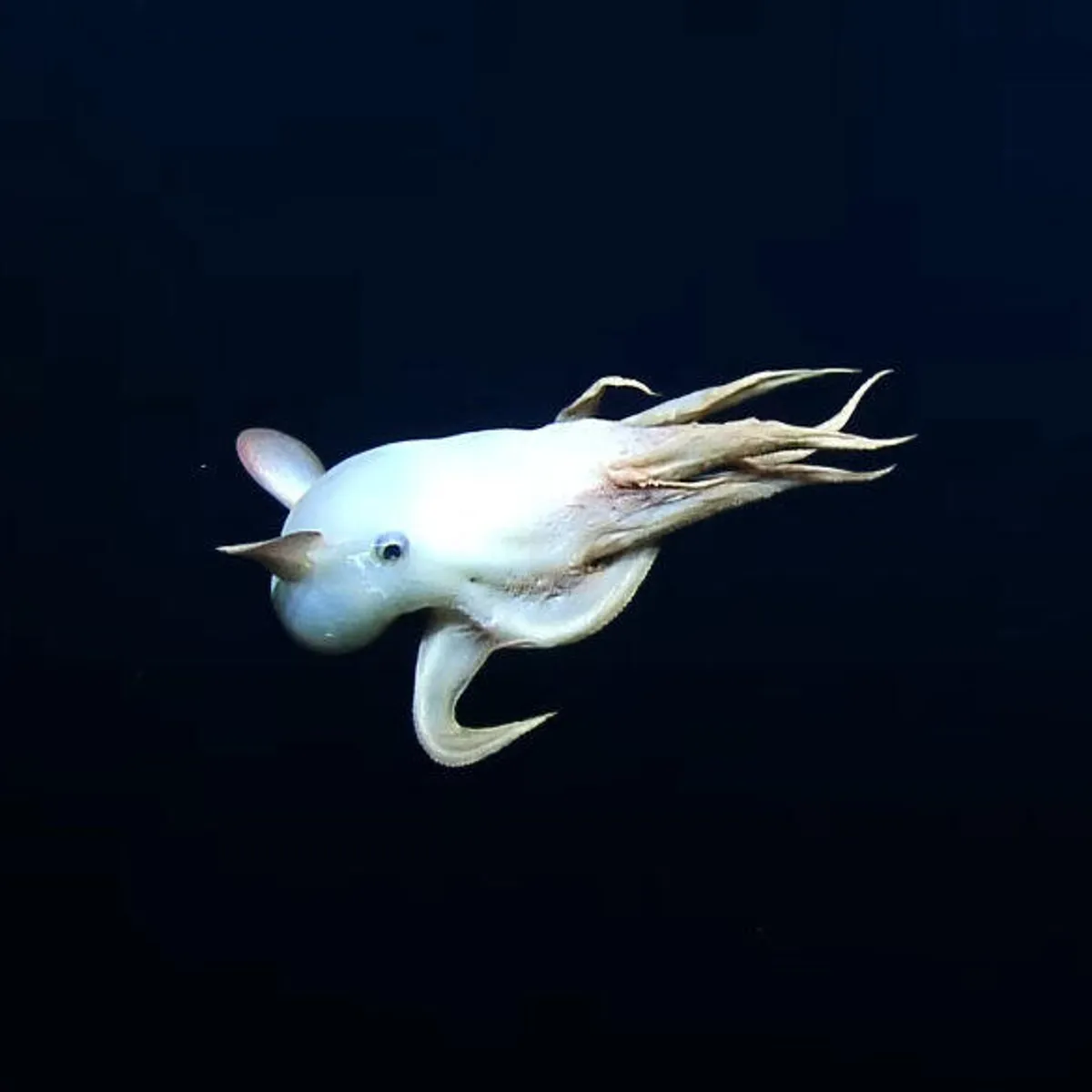 Dumbo Octopus
