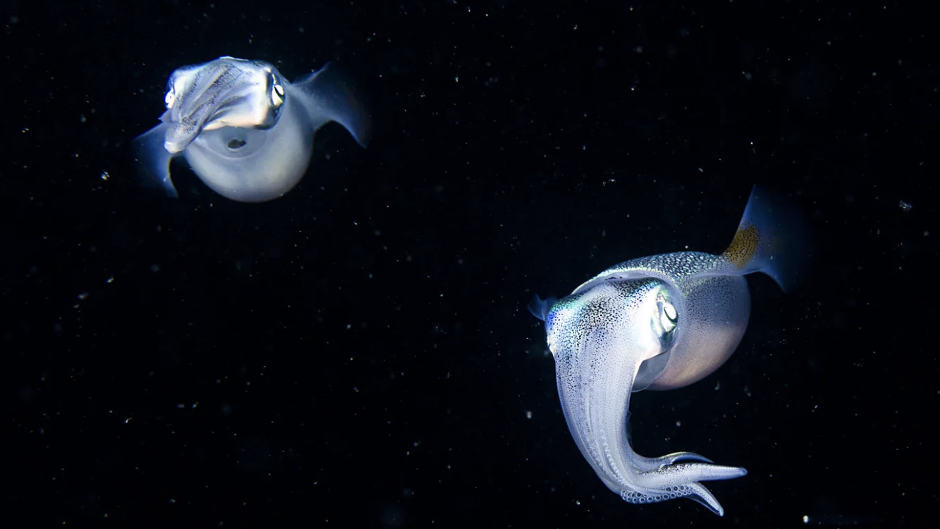 Bioluminescent Squid